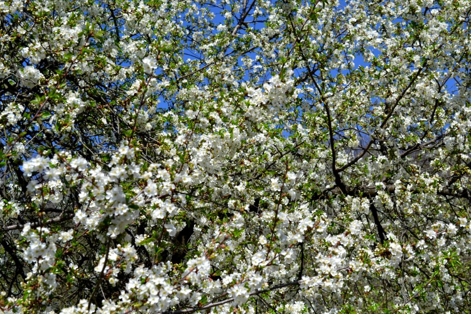 The trees bloomed