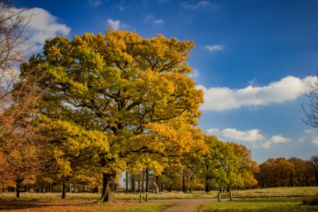 Richmond Park