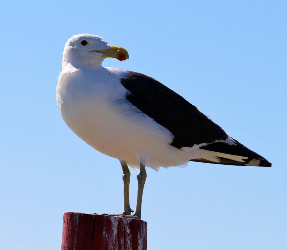Pile rest attention