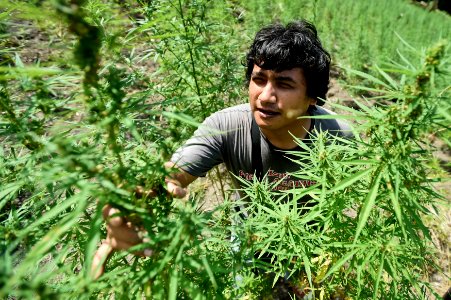 Ladang Ganja Aceh Besar