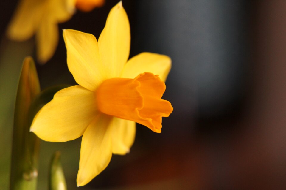 Narcis yellow flower spring