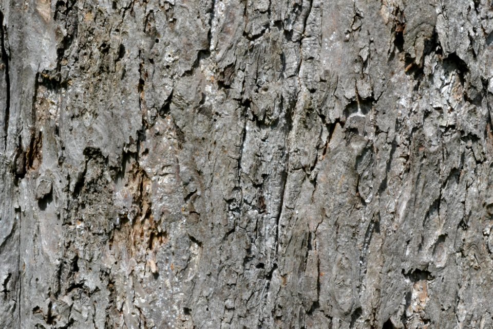 tree bark