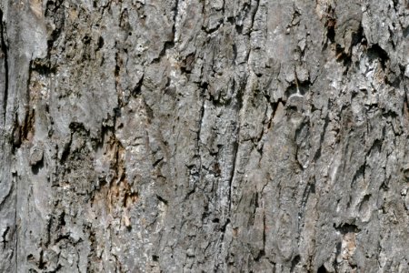 tree bark