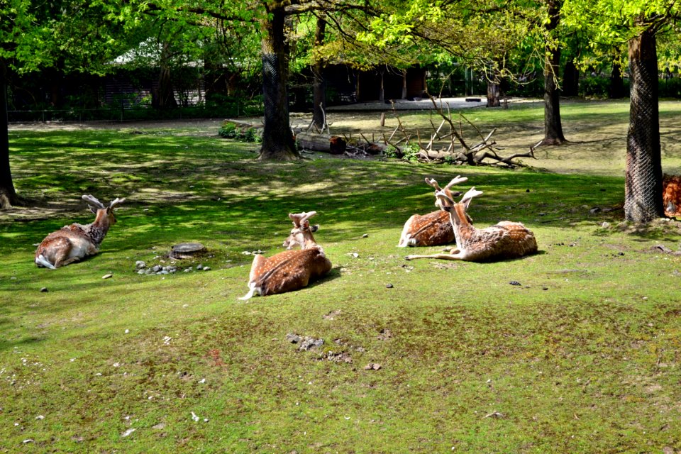 tierpark
