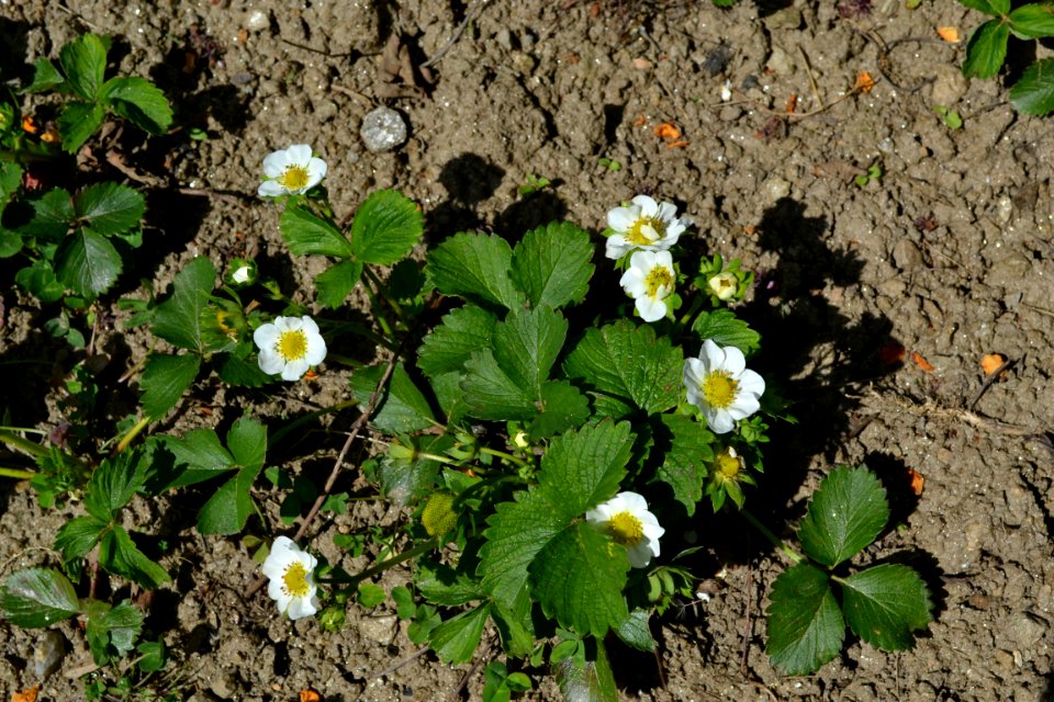Strawberry flower