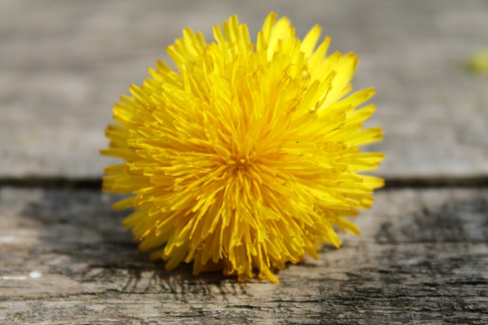 Dandelion yellow flower spring