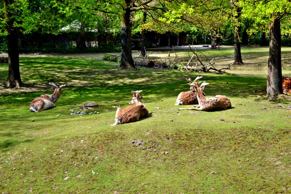 tierpark