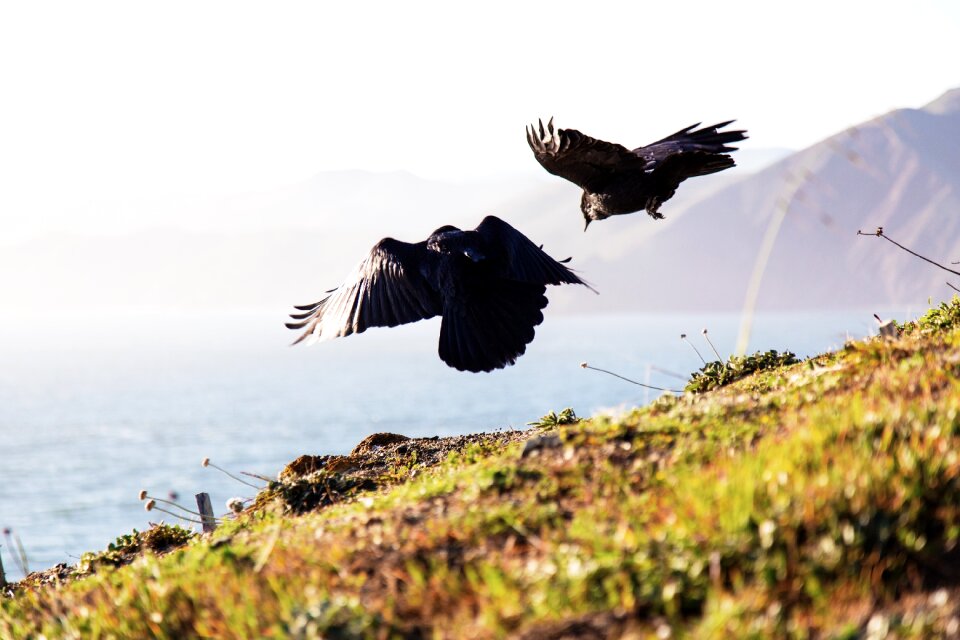 Black animal wildlife