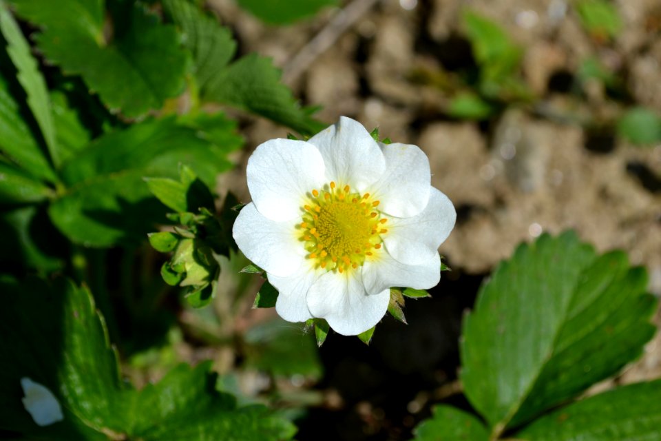 Strawberry flower