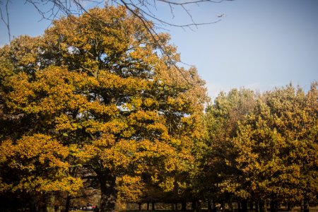 Richmond Park