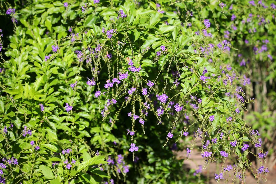 Purple flower garden