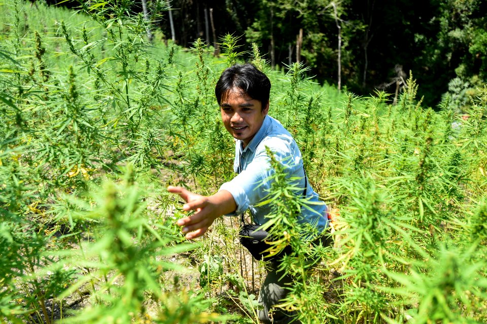 Ladang Ganja Aceh Besar
