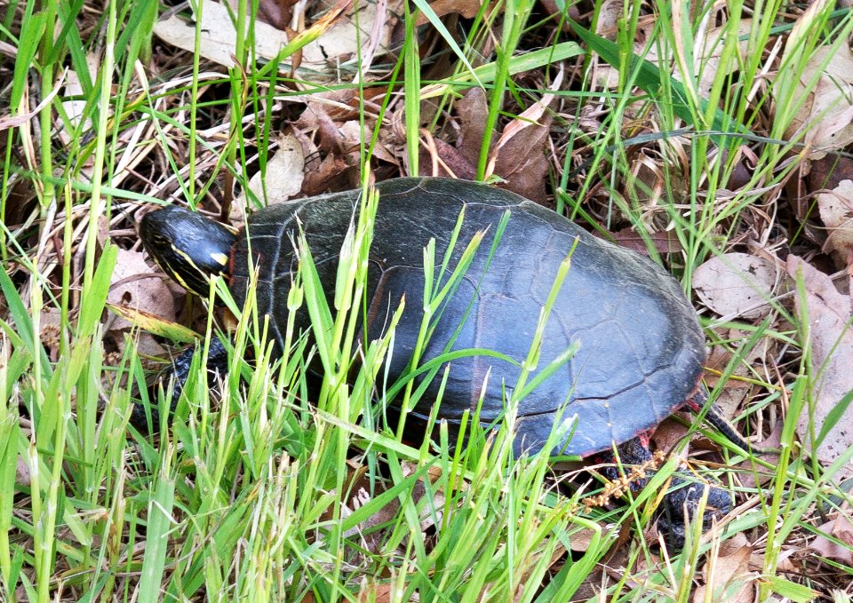 baldmountain paintedTurtle 0269