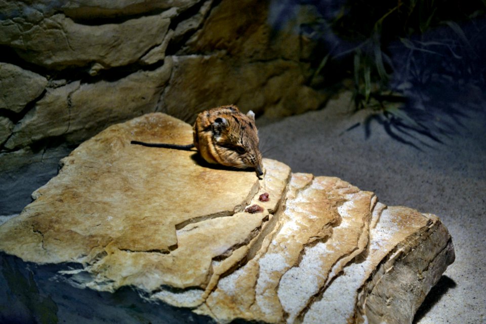 tierpark