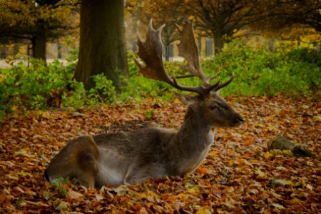 Richmond Park