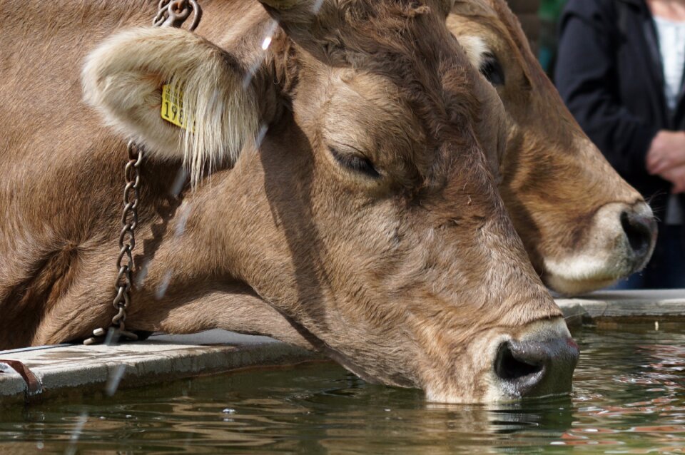 Thirst animals brown swiss