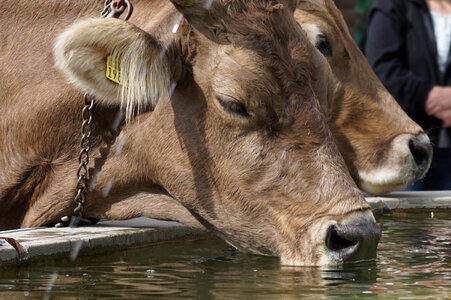 Thirst animals brown swiss
