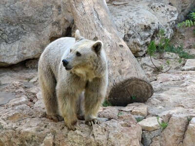 Syrian mammal nature photo