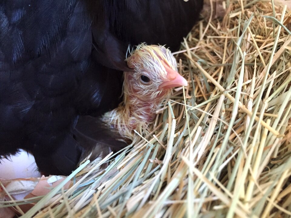 Spring adorable poultry