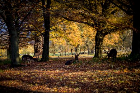 Richmond Park