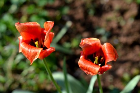 Spring photos