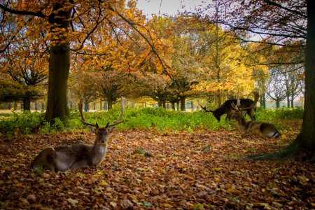 Richmond Park