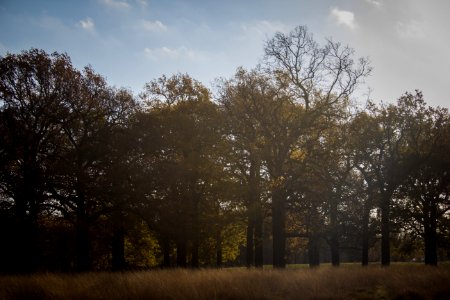 Richmond Park