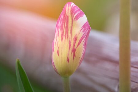 Pink closed garden