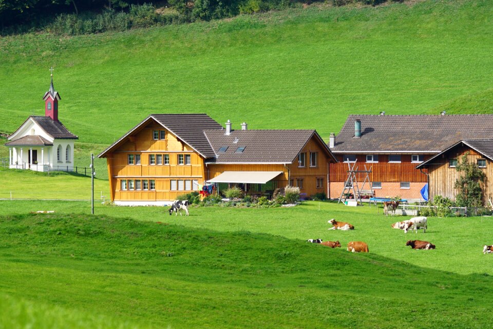 Cows pasture appenzeller house