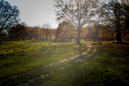 Richmond Park