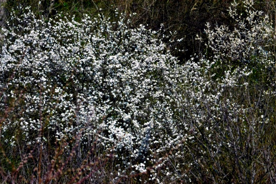 Spring 2014
