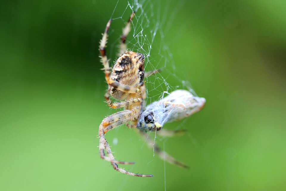 True orb weaver arachnid animals