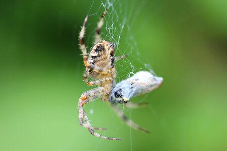 True orb weaver arachnid animals