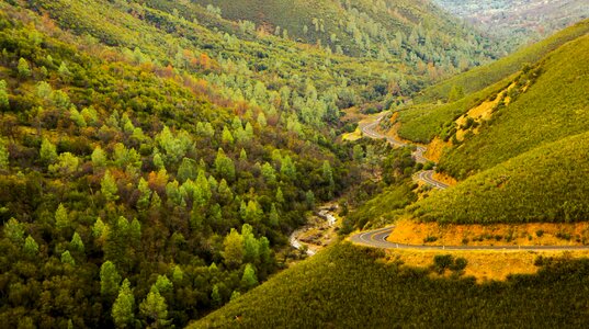 Valley side trees