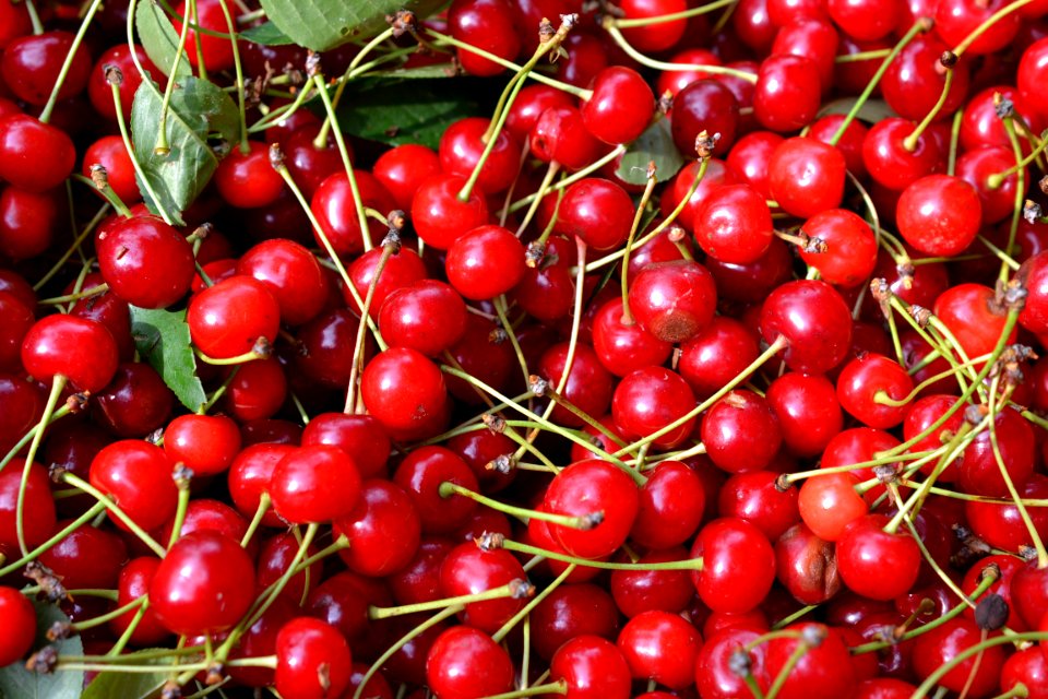 sour cherries