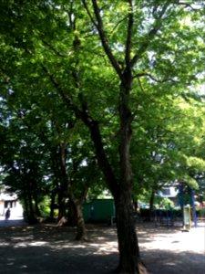 Oizumigakuencho in Nerima-ku