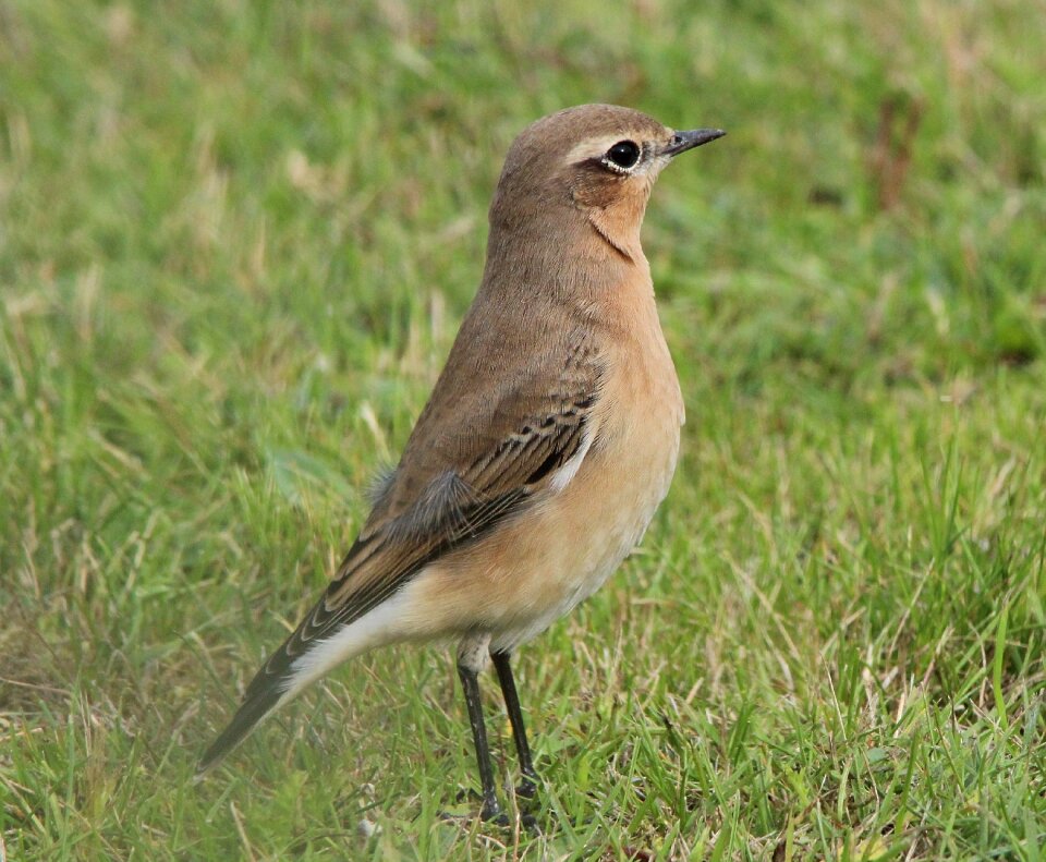 Muscicapidae songbird birds