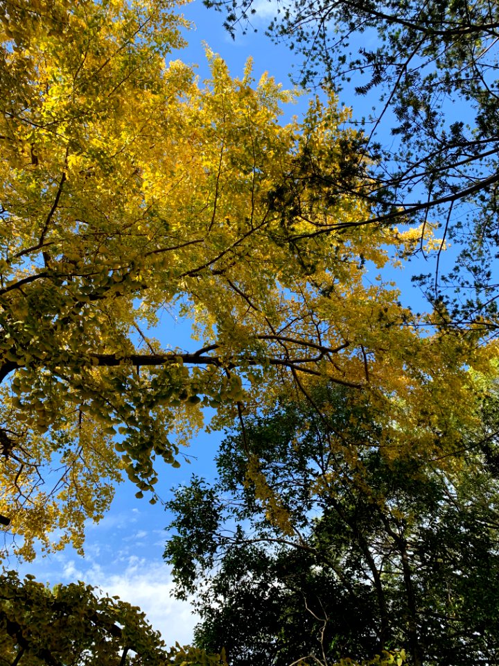 Musashiseki Park in Nerima-ku