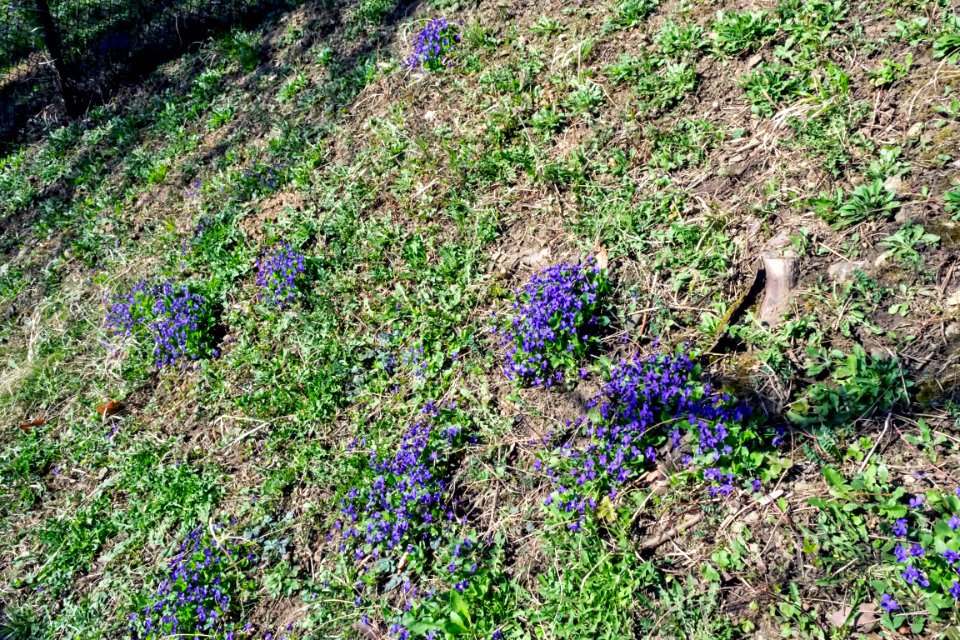 spring
