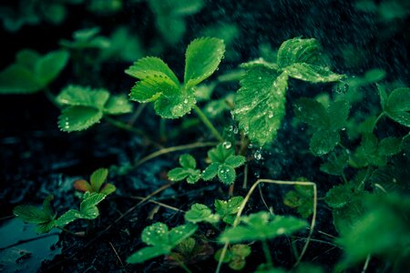 Nature dew rain photo