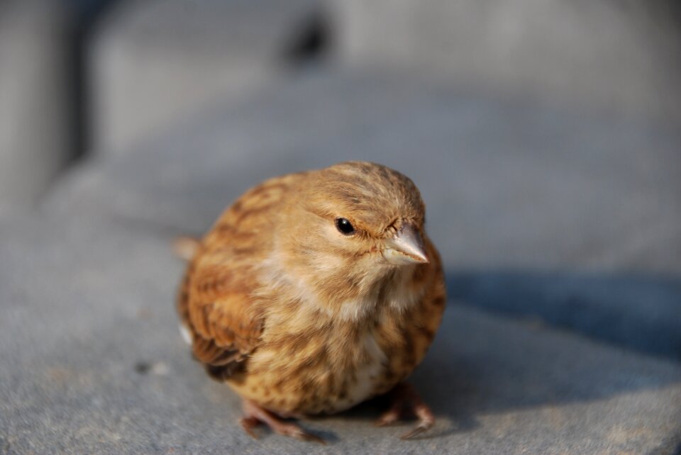 Bird nature pen