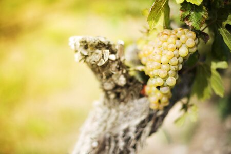 Fruit wine green