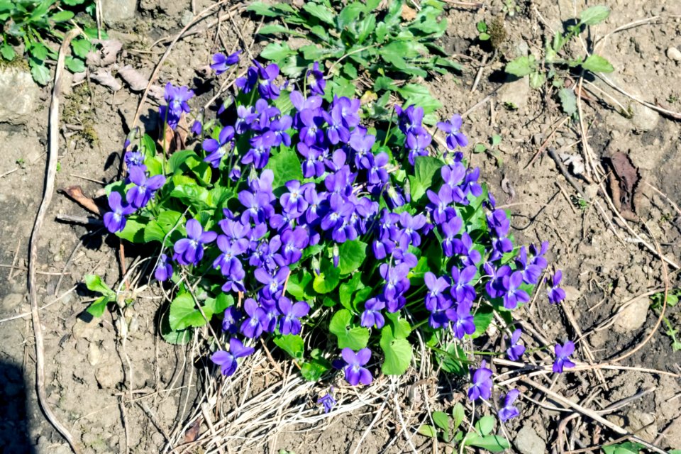 spring