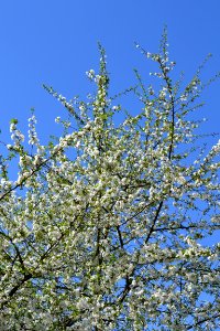 Flowering trees