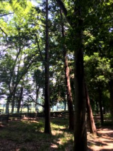 Koganei Park in Kodaira-shi
