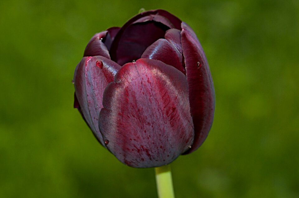Spring flower blossom bloom