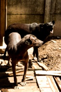 18.02.2021 - Cães disponíveis para adoção no canil municipal - Foto: Gustavo Vara