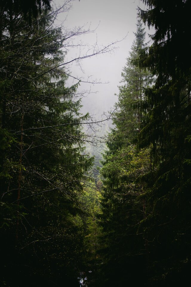 Nature environment wood