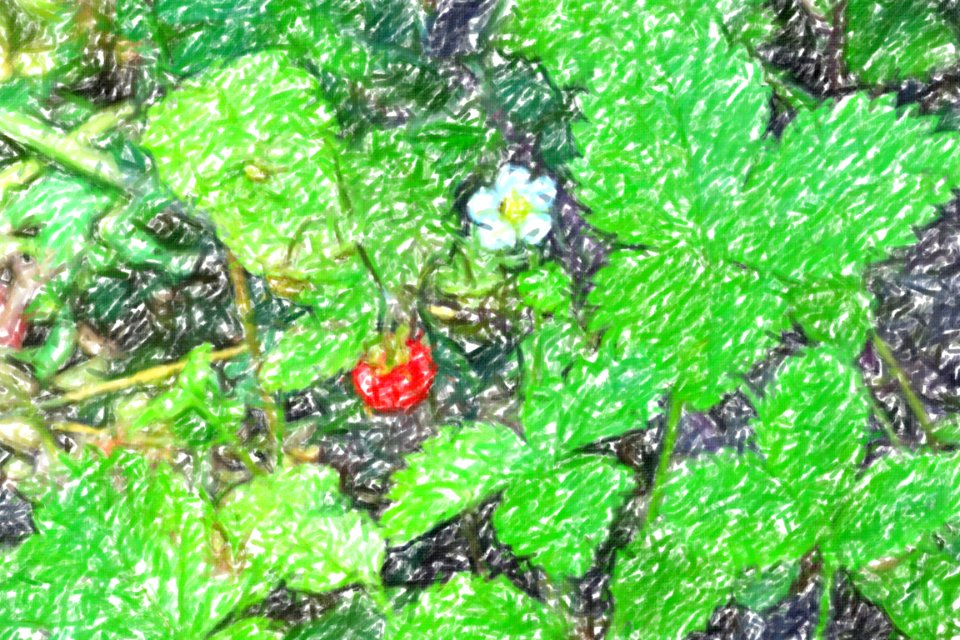 flowers (67)-crayon