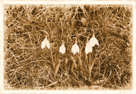 Vintage photo